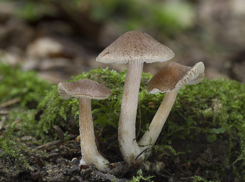 Inocybe nitidiuscula